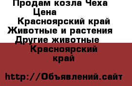 Продам козла Чеха › Цена ­ 10 000 - Красноярский край Животные и растения » Другие животные   . Красноярский край